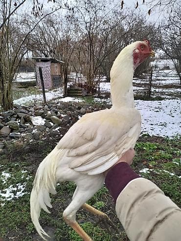 Atlar: Satilir Super Yapon Bece — 1