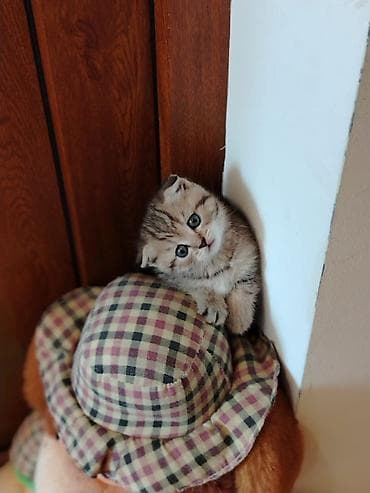 pişiy: Şotland, Yaxşı əllərə — 3