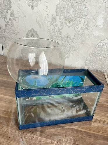 Dördbucaq akvarium, Boş, 6 l, Ünvandan götürmə, Ödənişli çatdırılma lalafo.az -da Dördbucaq akvarium, Boş, 6 l, Ünvandan götürmə, Ödənişli çatdırılma