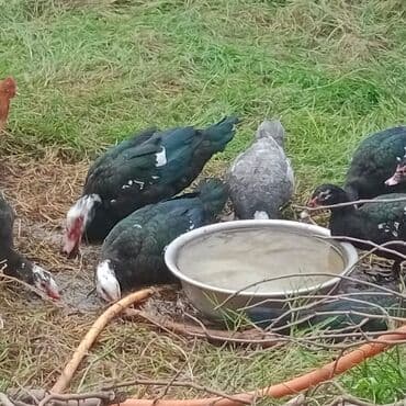 Lal ördekler3 erkek 5 dişi erkek 20 AZN dişi 17 AZN tam sağlam cavan lalafo.az -da Lal ördekler3 erkek 5 dişi erkek 20 AZN dişi 17 AZN tam sağlam cavan