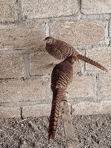 oğlanlar üçün profil şəkilləri: Fazanın cütlüyü – dekorativ və təsərrüfat üçün ideal quşlar - Növ — 1