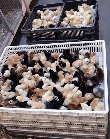 bildircin cucəsi: Toyuq cücələri, Ətlik, Ödənişli çatdırılma — 1