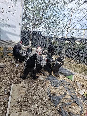 brama cuceler: Toyuq, Brama, Damazlıq — 4