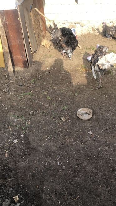 Quşlar: Erkək, Kanada, Damazlıq — 3