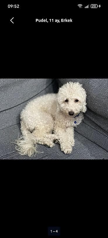 собак в добрые руки: Пудель, 11 месяцев, Самец — 3