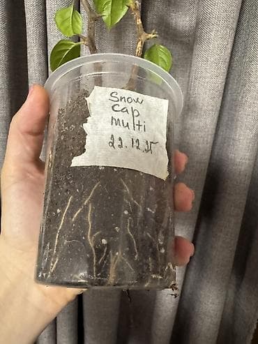 plastik stekan: Bitki: Bougainvillea “Snow Cap” (etiketdə qeyd: Snow cap multi — 4