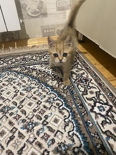 pişik satışı lalafo: Qızıl şinşilla, Erkək — 1