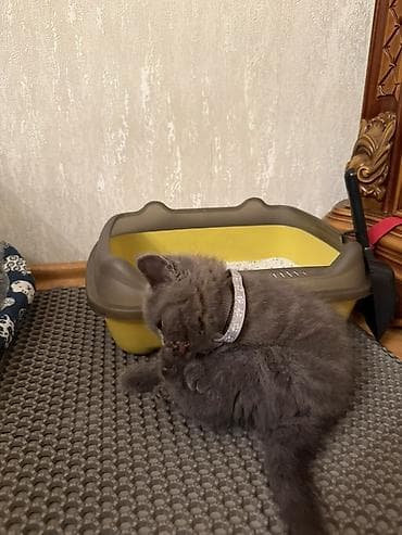 Boz rəngli balaca pişik üçün tam dəst aksesuarlar Paketə daxildir: -