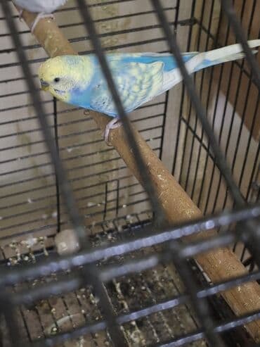 Audi: Qusun renginin gozelliyi goz qabagindadir. Tam saglam papuqaydi — 1