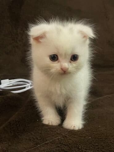 pişik sortları: Ağ tüklü, kiçik ölçülü balaca pişik balası. Yumşaq, sıx və uzun tük — 1