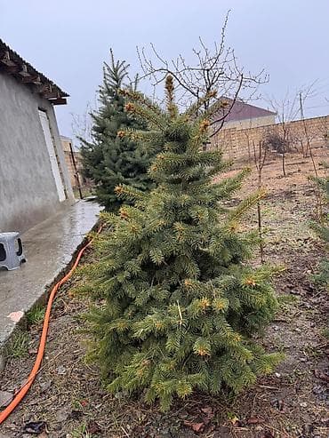 Ölcü ve qiymet: 1.70m Gümüşü - 250azn 1.20m Gümüşü - 180 azn 1.30m