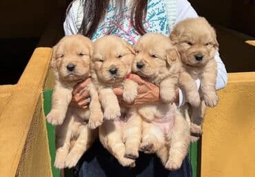 meydan itləri: Retriever, 2 ay, Erkek, Sənədli, Ödənişli çatdırılma — 4