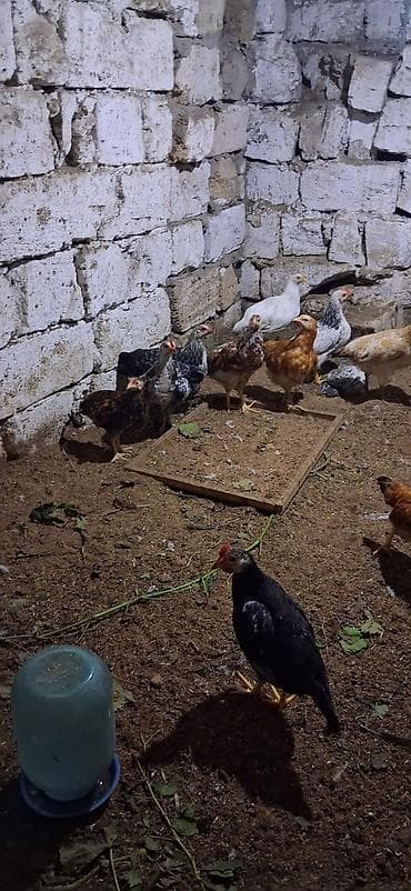 cuce gence: Məhsul: Yerli cins qarışıq cücələr TAM SAĞLAMDIR SAY 40 ƏDƏDDİ — 5