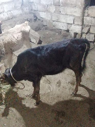 inək satisi: Dişi, il: 5, 280 kq, Damazlıq, Südlük — 5
