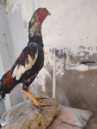 qaz quş: Salam heyrati becesi satilir 11 ayligdi saglamdi vaksin qurd dermanı — 1