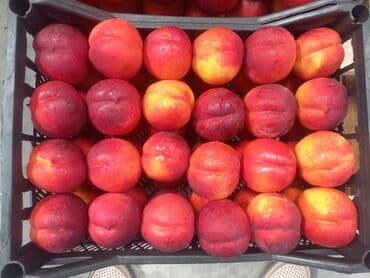 Kia: Nektarin bağı – məhsuldar, bakım görmüş ağaclar - Məhsul: Ağaclarda — 7