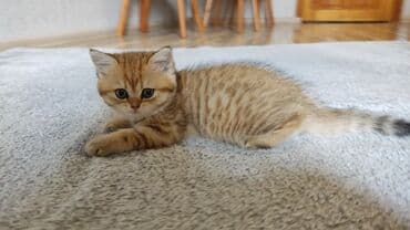 pişik latoku: Britan — 4