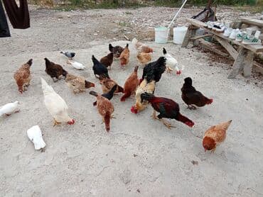 anqut quşu: Fəreler14 azn, 2 əded ana ündüşqa 1ədədi 40azn, Astilop xoruz 40m — 6