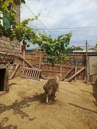 cins it: Quzu, Erkək, ay: 7, 26 kq, Ətlik, Ünvandan götürmə — 5