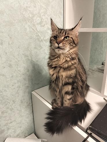 maine coon qiymeti: Meyn-kun, Erkək, Dişi, Ünvandan götürmə — 2