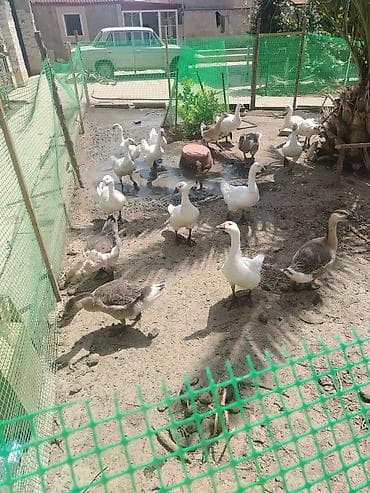 kend colpası: Qaz balaları (təbii yemlə böyüdülən) - Növ: qaz - Rənglər: ağ və — 2