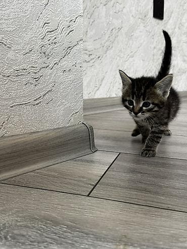 sari pisik sekilleri: Tabbi, Yaxşı əllərə — 2