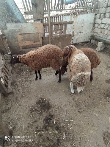 qala sortu: 2 dənə ERKƏY quzular satılır tərəzinən 8, 50 KÖK QUZULARDI ÜNVAN — 7