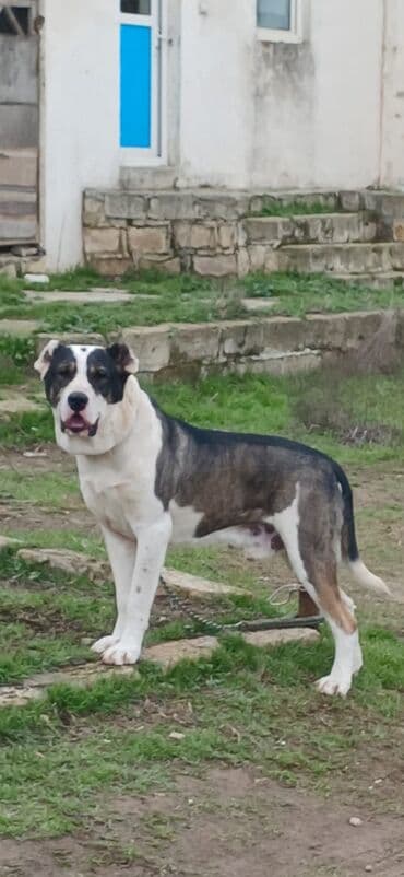 İtlər: Qurdbasar, 1 il, Erkek, Peyvəndli, Ödənişli çatdırılma — 4