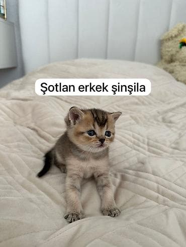 meymun balalari: Şinşilla, Dişi — 2