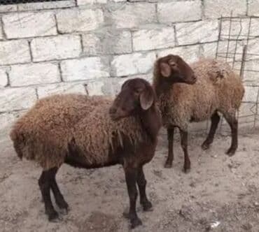 Məhsul: Qoyunlar (qəhvəyi rəngli, uzunqulaq) Təsvir: - Qəhvəyi tüklü