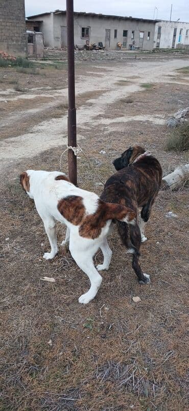 it davası 2020: Qurdbasar, 1 il, Dişi, Peyvəndli, Ödənişli çatdırılma — 2