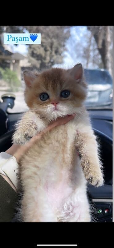 cütleşdirilir: Şinşilla, Erkək, Cütləşmə üçün — 7