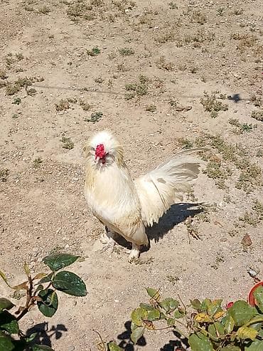Toyuq, Damazlıq, Ünvandan götürmə