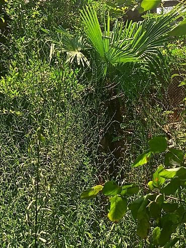 baliq topdan satis: Məhsul: Trachycarpus fortunei (kürd xurması/çəhrayı azarkeş xurması — 1