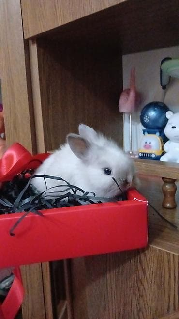 Mini dekorativ dovşan balaları - Növ: dekorativ/mini pet dovşan - — 7