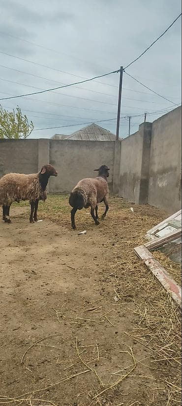 Qoyun – yerli ətlik/südlük istiqamət - Şəkillərdə görünən quyruqlu — 6