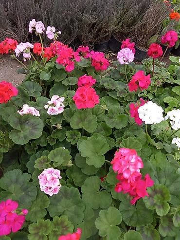 Gübrələr: Məhsul: Qapalı istixanada yetişdirilən bəzək və mövsümi çiçək — 8