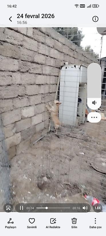 maykonq pişiyi: 8 ay, Dişi, Peyvəndli, Ödənişli çatdırılma — 2