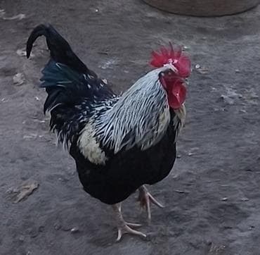 Məhsul: Xoruz Təsvir: - Rənglər: qara gövdə, kürək və boyun