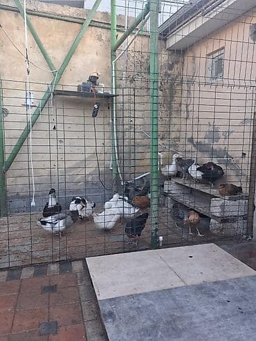 white duks: 7 ede ördek 1 eded qaz linda ve kuban satılır Məhsu1 edel təsviri — 1