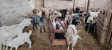 Qazlar: Balali keçilər — 2