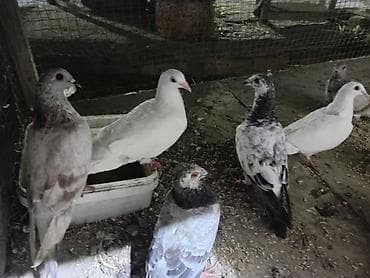 qumru quşu: Dirkolar tecli satlir riyal alan qimet razlscam - Növ: ev/yarış/seyir — 3