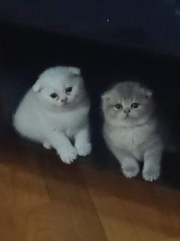 pişik cutleşdirme: Şotland yastı qulaq — 3