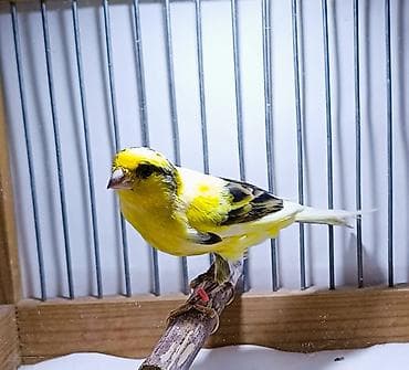quş: Kanareyka Bulbul sekil oz seklidir. cavan erkedir. oxuyur — 2