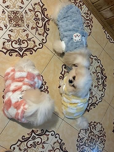 heyvan mal: Məhsul: Kiçik cins itlər üçün yumşaq qış geyimləri Təsvir: - — 4