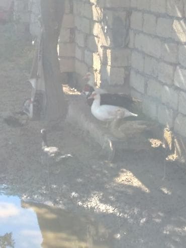 hind quslari: Satılır: ördək və qaz balaları boyuklerde var qaz bala 8 azn lal 4 azn — 7