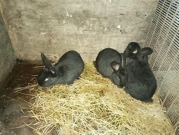 cucə yemi: Məhsul: Dovşanlar (balalar) Təsvir: - Şəkillərdə müxtəlif sayda — 5