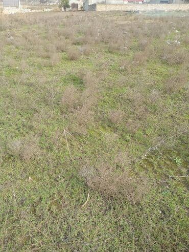 huseynbala eliyev kucesi: Tikinti — 3