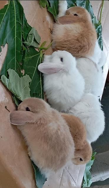 mal heyvan: Mini Lop dekorativ dovşan balaları - Cins: Mini Lop (aşağı sallanan — 3