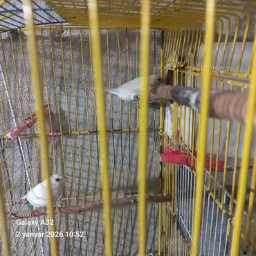 3D panellər: Amadin benqal ag cutler tapilmayan rünglerdir tergiziremndeyensatiram — 3